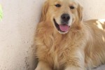 perro-golden-retriever-115-1