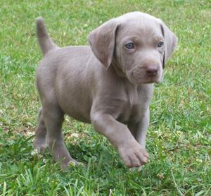 1311639434_232398305_1-Vendo-perros-weimaraner-Cuauhtemoc