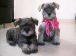 1343691158_421395783_1-schnauzer-cachorros-miniaturas-nueva-castilla