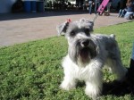 1294303107_154060685_1-Fotos-de--Schnauzer-Miniatura-busca-novio