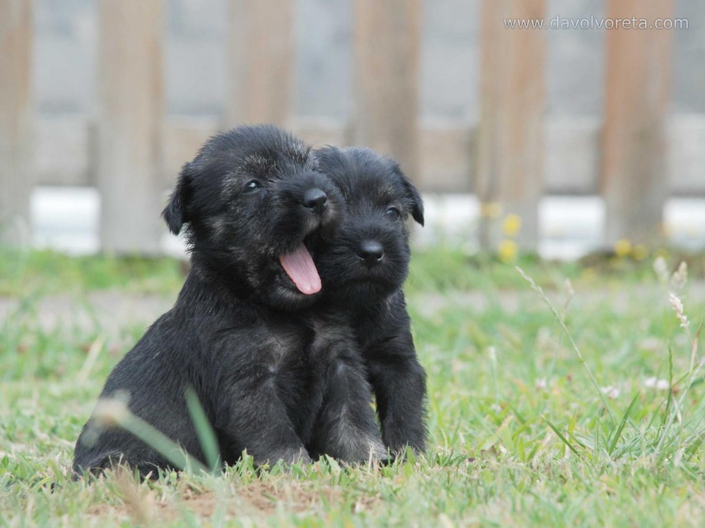 cachorros-schnauzer-mediano-038