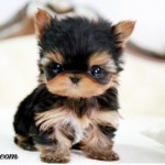 21367-Cute-Teacup-Yorkie