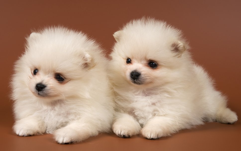 668368__adorable-dogs_p