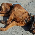 Dead_dog_682x400_781031a