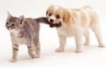 cute+cats+and+puppies010