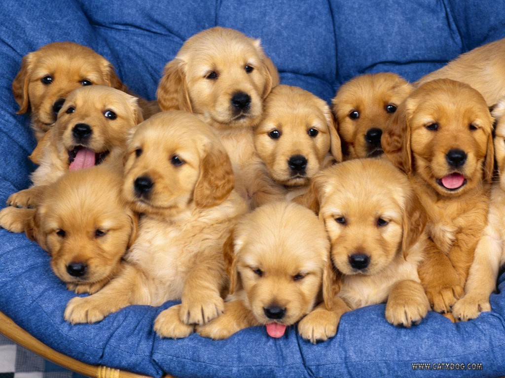 cute_little_puppies