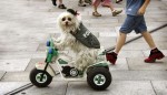 dressed_up_dogs_01