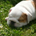 perro-bulldog-ingles