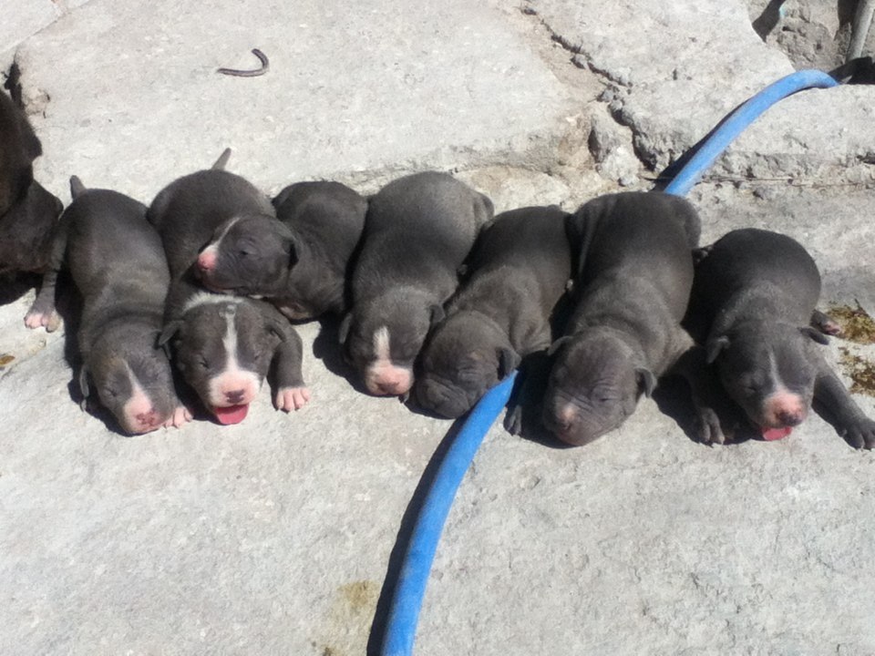 perros-pitbull-blue-nose-pura-raza-originales_MLM-F-3648922919_012013