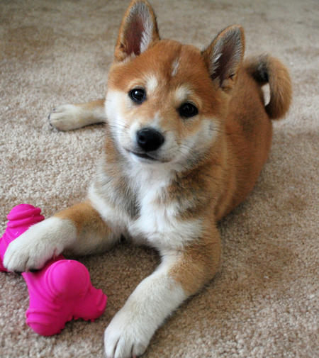 sushi-the-shiba-inu-1_45338_2010-05-05_w450