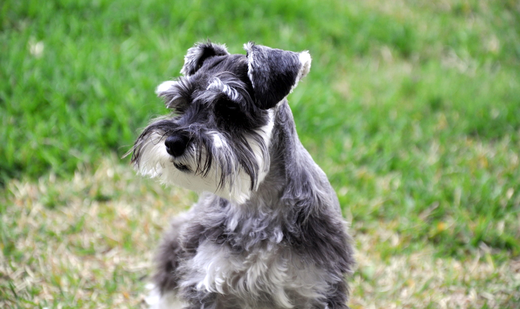 Schnauzer