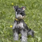 raza-schnauzer1