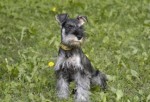 raza-schnauzer1