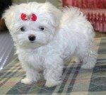 1291591127_144303209_1-Pictures-of-Maltese-puppy-ready-for-christmas-1291591127[1]