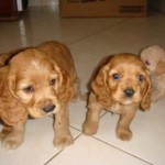 Hermosos-cachorros-