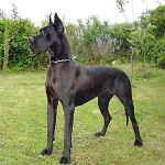 gran-danes-negro