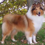 scottish-collie-dog-7