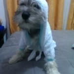 simon en salida de baño gorrito