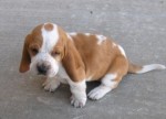 basset hound cachorro