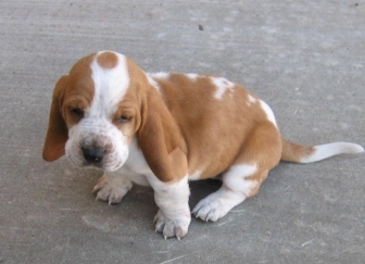 basset hound cachorro