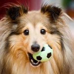 collie con pelota