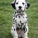 dalmatian-dogs-5-1-s-307x512