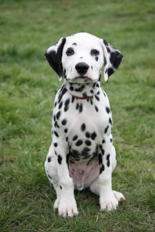 dalmatian-dogs-5-1-s-307x512