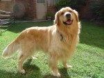 golden-retriever-razas-de-perros-291-golden_retrieveer