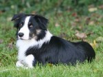 raza-border-collie-p