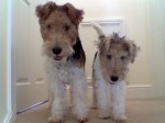 Wire-hairedFoxTerriers6MollyDefaImage002[1]