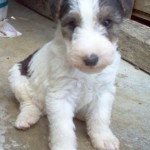 cachorros-fox-terrier-de-pelo-duro_6bc0d3de2_3[1]