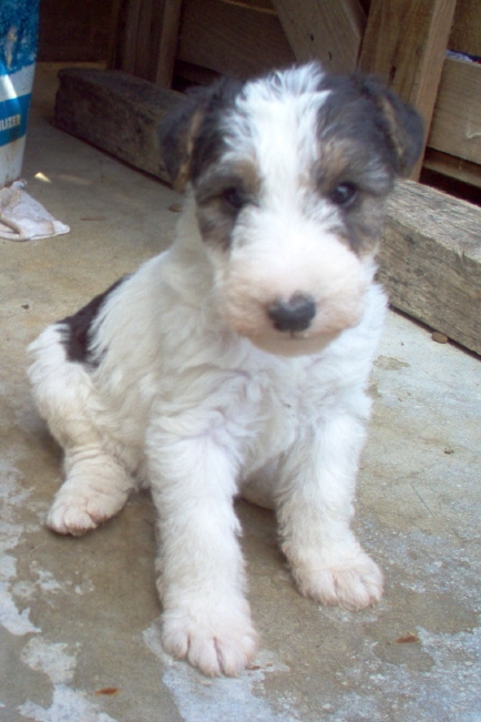 cachorros-fox-terrier-de-pelo-duro_6bc0d3de2_3[1]